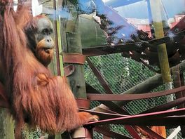 Monkey world