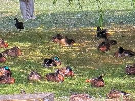 Ducks