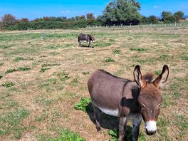 One of the donkeys