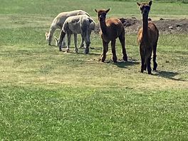 Alpacas enjoying the sunshine