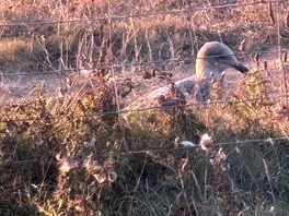 Seagull walks
