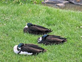 Ducks