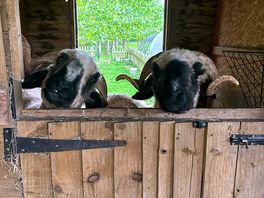Friendly goats.