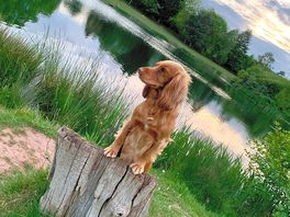 The dog loves posing for photos