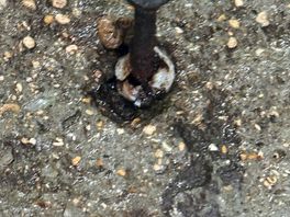 1 of many screws sticking out of concrete