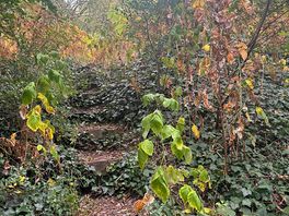 Trail