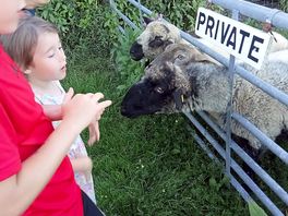 Feeding the sheep
