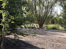 Will geese