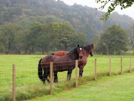 Horses as you enter the site