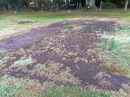 Muddy pitches