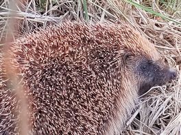 Wildlife galore