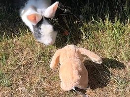 Site bunny meets our bunny