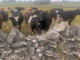 Friendly farm cows