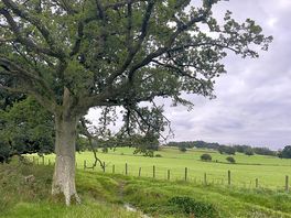 Oak tree and stream
