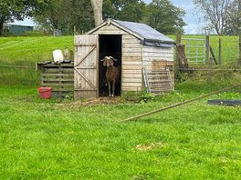 Nosey goat