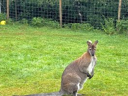 Wallaby!!!