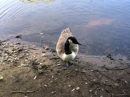 Ente am strand