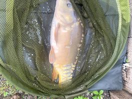 Fish 😁😁😁😁