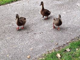 "platzkontrolle" enten kommen regelmäßig zu besuch