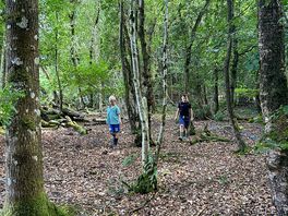 Exploring the woods