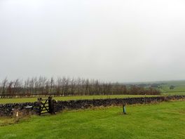 Morning view with a coffee.