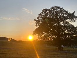 Lovely sun set and oak tree.