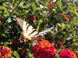 Mariposas por todos lados