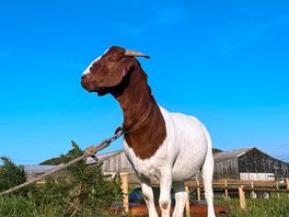 The friendly goat on the farm