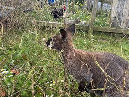 Wallabies