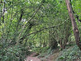 Deep in the woods by horwood farm.