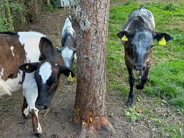 Calves