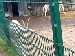 Wildlife