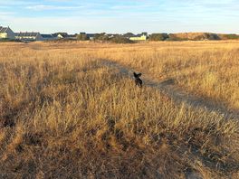 Nearby field for dog walks