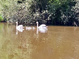 The swan family