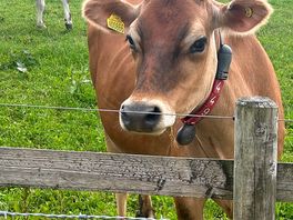 The jersey cows are adorable .. fresh milk and ice cream from the dairy next door
