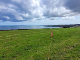 Dog enjoying the view