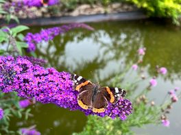 Wildlife on the little pond