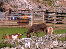 Horses, donkey, ponies, sheep and birds