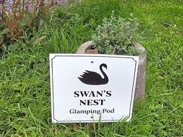 Swans nest