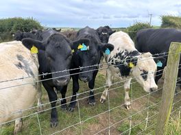 Morning moos