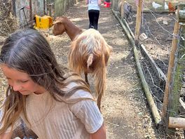 The petting zoo is great the kids love getting up close with the animals