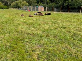 Meadow field sheep