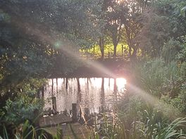 Pond