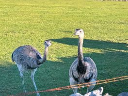 The ostriches