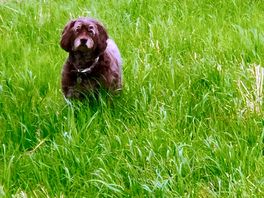 Happy dog