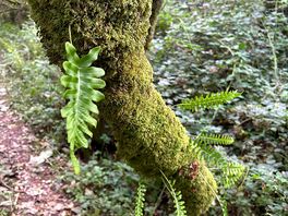 Woodland walk
