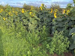 Amazing sunflowers all around the field with more in the middle with picnic tables.