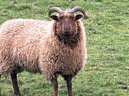 A mildly wary sheep from the animal park.