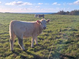 One of the locals