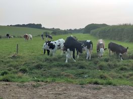 Happy neighbours